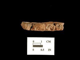 Accokeek body sherd on left and close up view of paste on right from Bathhouse site 18AN37.